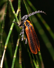 Trichalus ampliatus
