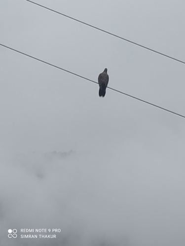 Spotted Dove