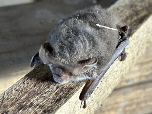 Lesser Long-eared Bat