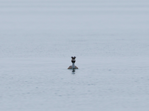 iNaturalist image