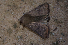 Athetis stellata