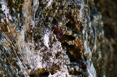 Anastrus sempiternus sempiternus