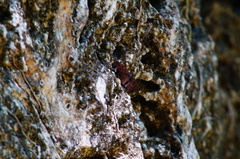 Anastrus sempiternus sempiternus