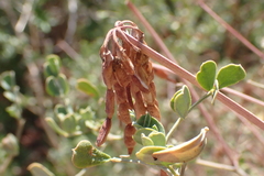 Coronilla valentina, photograph (c) Michael Berardozzi, some rights reserved (CC BY)