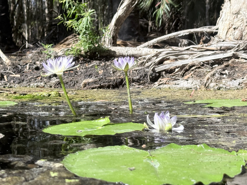 Blue Waterlily