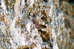 Anastrus sempiternus sempiternus