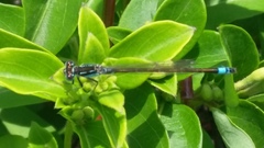 Ischnura senegalensis