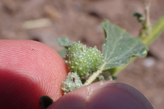 Chrozophora tinctoria, photograph (c) Michael Berardozzi, some rights reserved (CC BY)