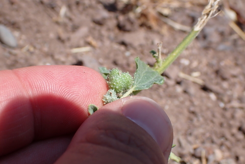 Chrozophora tinctoria, photograph 4