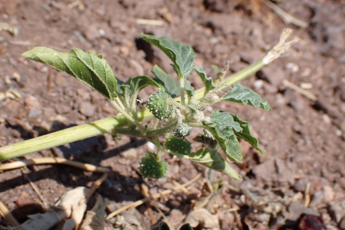 Chrozophora tinctoria, photograph 3