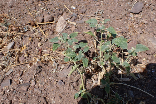 Chrozophora tinctoria, photograph 6
