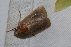 Athetis lineosella