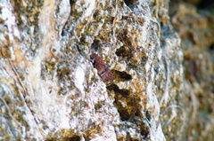 Anastrus sempiternus sempiternus