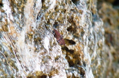 Anastrus sempiternus sempiternus