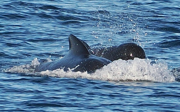 Long-finned pilot whale surfacing through splashing water