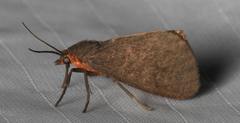 Virbia laeta