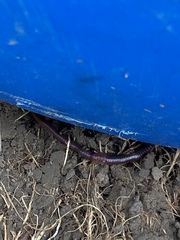 Aporrectodea trapezoides