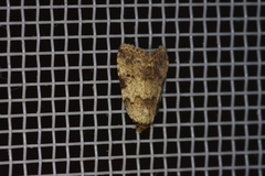 Neachrostia bipuncta