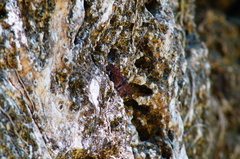 Anastrus sempiternus sempiternus