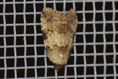 Neachrostia bipuncta