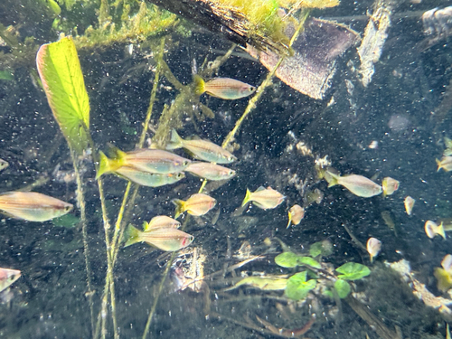 Eastern Rainbowfish