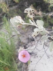 Malacothamnus gracilis