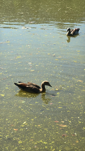 iNaturalist image