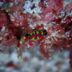 Thuridilla picta