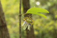 Passiflora standleyi