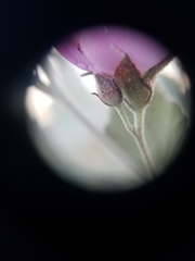 Malacothamnus gracilis