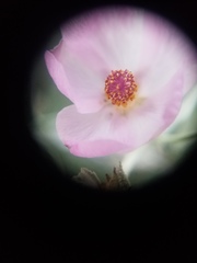 Malacothamnus gracilis