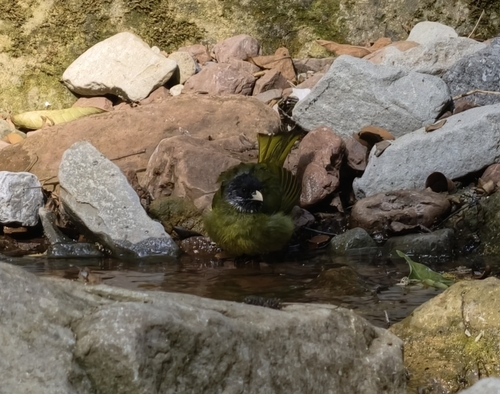 Collared Finchbill