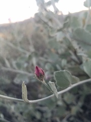 Malacothamnus gracilis