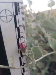 Malacothamnus gracilis