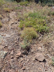 Ruta angustifolia, photograph (c) Michael Berardozzi, some rights reserved (CC BY)