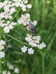 Odontomyia interrupta