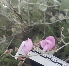 Malacothamnus gracilis