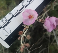 Malacothamnus gracilis