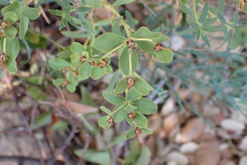 Euphorbia spinosa, photograph 6