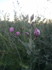 Malacothamnus gracilis