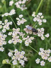 Odontomyia interrupta