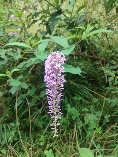 Butterfly bush
