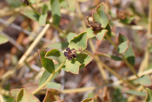 Euphorbia spinosa, photograph 3