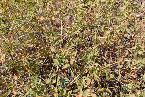 Euphorbia spinosa, photograph 4