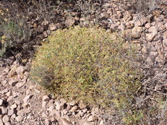 Euphorbia spinosa, photograph (c) Michael Berardozzi, some rights reserved (CC BY)