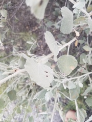 Malacothamnus gracilis