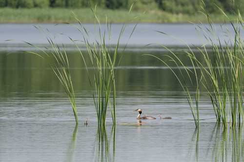 iNaturalist image