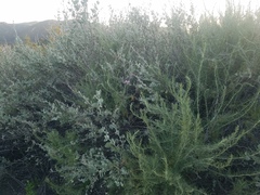 Malacothamnus gracilis