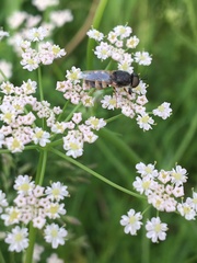 Odontomyia interrupta