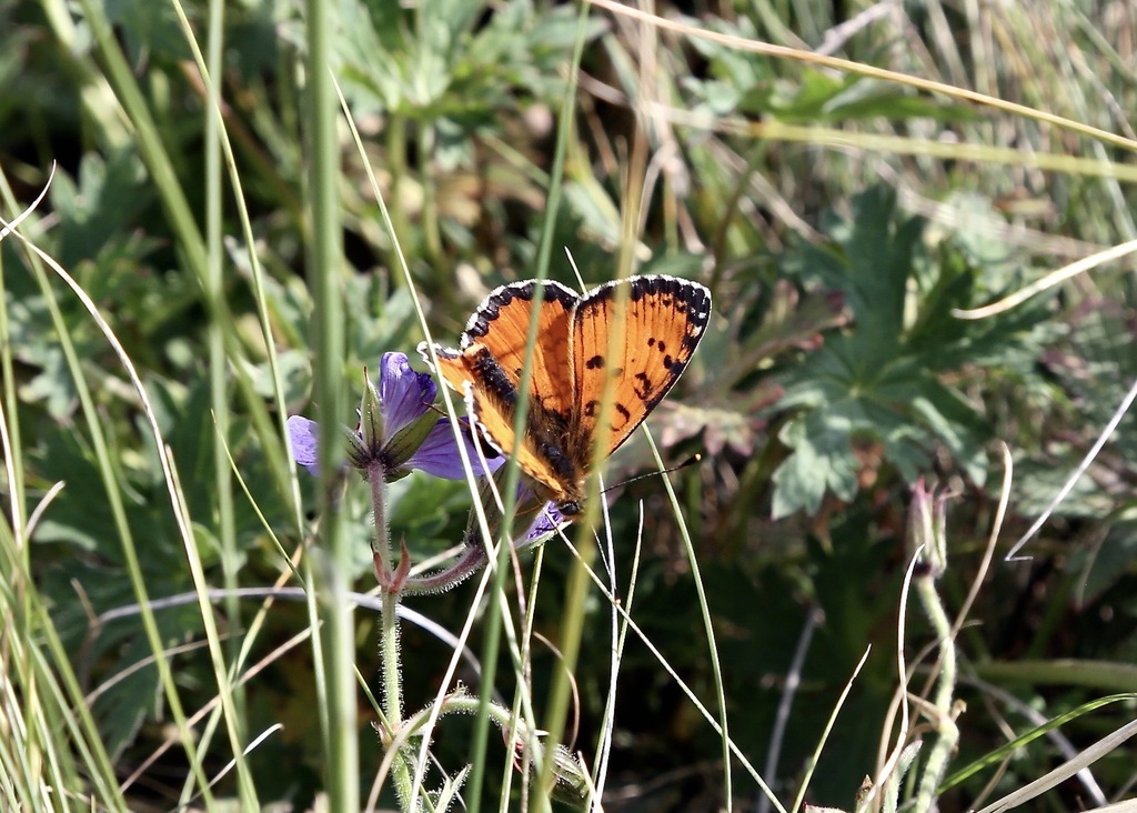 Melitaea ala